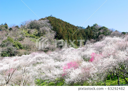 Mt. Takao Takao Umezo Kinoshita Bairin (Kesadowabirin) Mt. Takao Takao Umezo Kinoshita Bairin (Kesadowabirin) 63292482