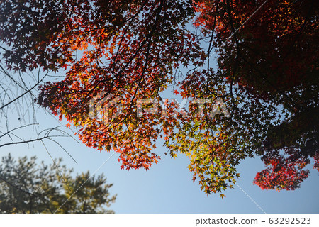 Autumn leaves at Minoyama-24 63292523