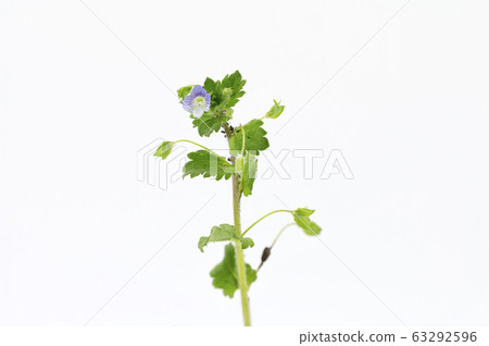 波斯Speedwell 波斯Speedwell 63292596