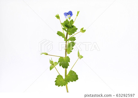 波斯Speedwell 波斯Speedwell 63292597