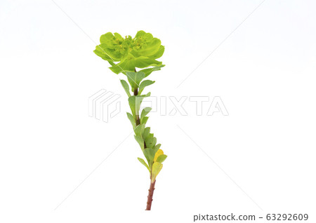 大戟 大戟 63292609