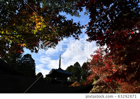 Autumn Omi Autumn Omi 63292871