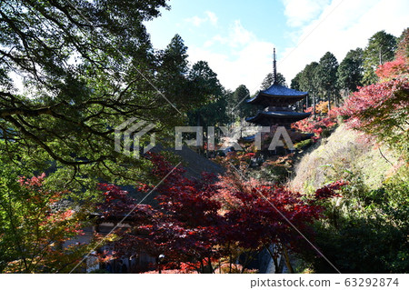 Autumn Omi Autumn Omi 63292874