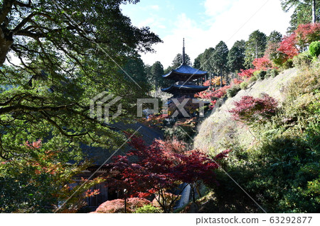 Autumn Omi 63292877