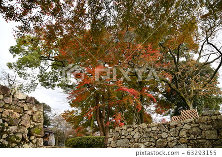 Autumn Omi Autumn Omi 63293155