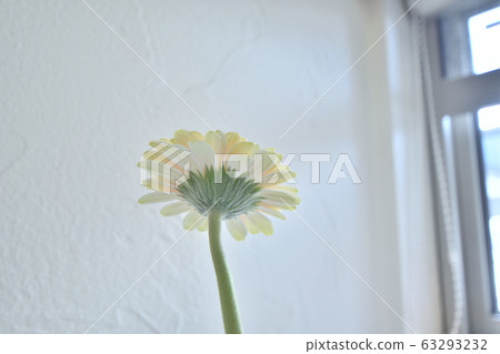 窗口非洲菊鮮花 窗口非洲菊鮮花 63293232