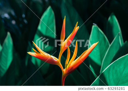 Heliconia psittacorum or Heliconia Golden Torch or Heliconia psittacorum or Heliconia Golden Torch or 63293281