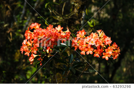 Ericaceae vireya rhododendron hybrid flower. It's 63293298