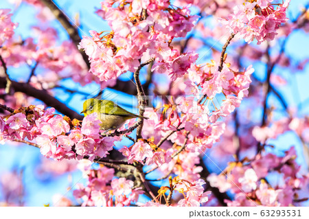 Kawazu cherry tree and white-eye [animal birds] 63293531