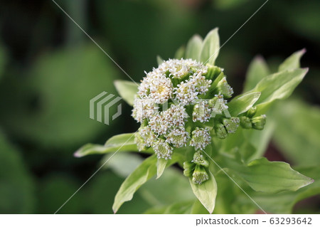 Flower blossoms Flower blossoms 63293642