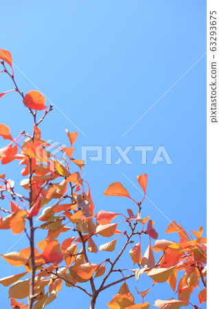 Autumn leaves and winter buds and blue sky of Oshima cherry tree 63293675