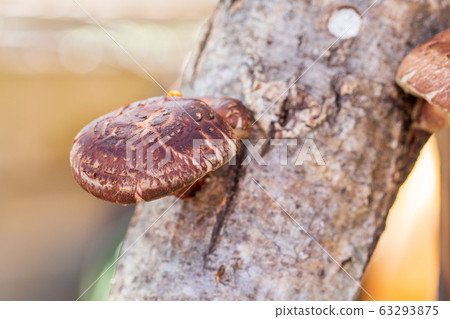 Log shiitake mushroom dondon Log shiitake mushroom dondon 63293875