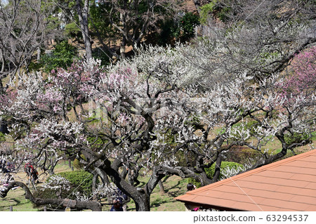 橫濱大倉山公園梅 橫濱大倉山公園梅 63294537