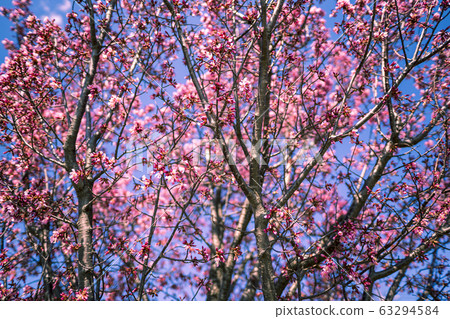 Okamezakura in full bloom in the blue sky Okamezakura in full bloom in the blue sky 63294584