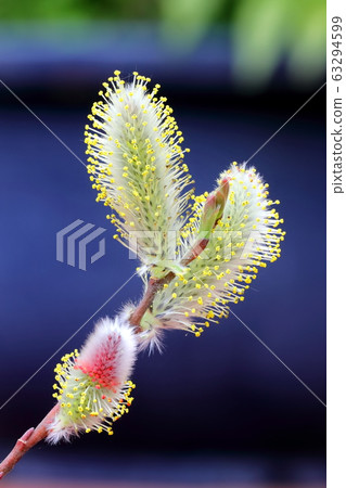 Feline Willi 63294599