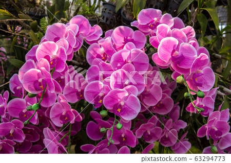 Asia, Thailand, USA, Agriculture, Beauty 63294773