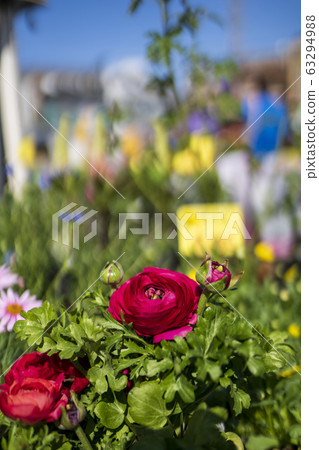 Ranunculus Ranunculus 63294988