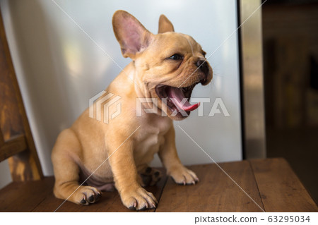 are chilean terrier aggressive