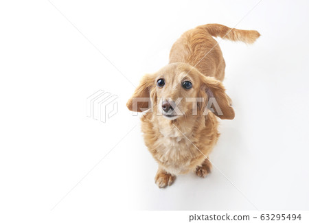 臘腸犬全身 63295494