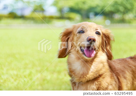 Dachshund smile Dachshund smile 63295495