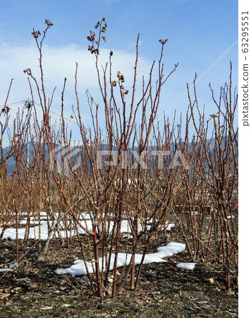 Rose pruning scenery (Sakaki Chikuma River Rose Park) Rose pruning scenery (Sakaki Chikuma River Rose Park) 63295551