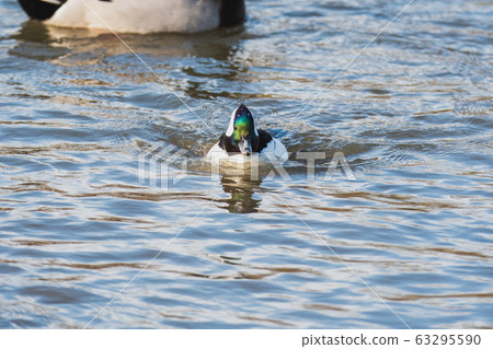 A male barnacle swimming in a pond Bank-Bar {British Columbia} Canada A male barnacle swimming in a pond Bank-Bar {British Columbia} Canada 63295590