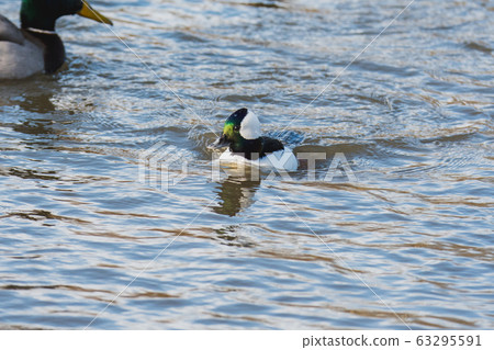 A male barnacle swimming in a pond Bank-Bar {British Columbia} Canada A male barnacle swimming in a pond Bank-Bar {British Columbia} Canada 63295591