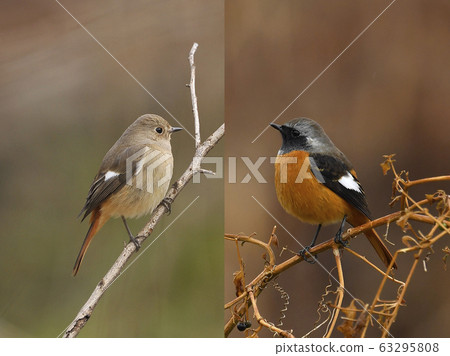 Male-female comparison Male-female comparison 63295808