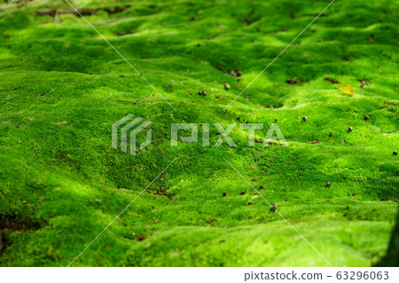 摩斯寺和明石路1 63296063