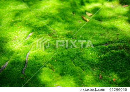 Moss Temple and Akishinoji 4 Moss Temple and Akishinoji 4 63296066