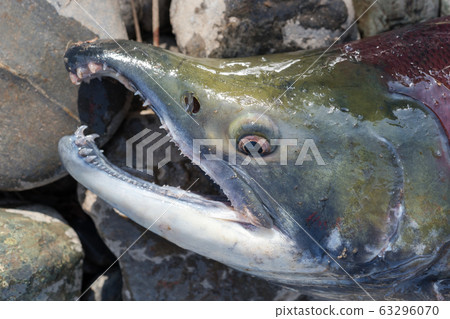 Wild red salmon fish Sockeye Salmon Oncorhynchus nerka. Pacific salmon red color. Close-up view of fish snout. 63296070