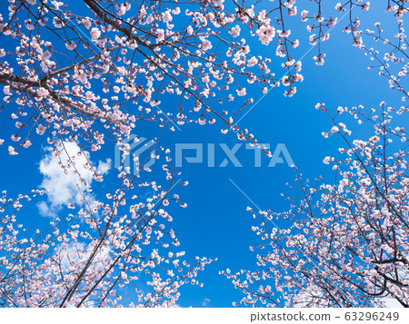 早盛開的櫻花盛開，映襯在藍天下 63296249