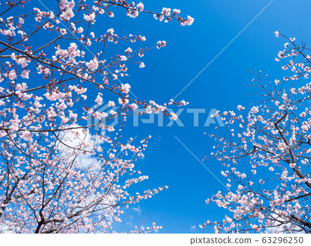 早盛開的櫻花盛開,映襯在藍天下 早盛開的櫻花盛開,映襯在藍天下 63296250