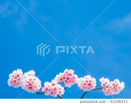 藍藍的天空和盛開的櫻花樹三月 63296251