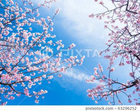 早盛開的櫻花盛開,映襯在藍天下 早盛開的櫻花盛開,映襯在藍天下 63296252