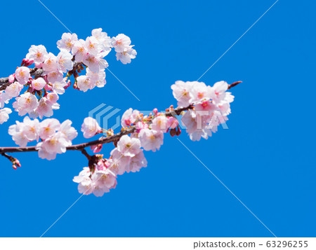 早盛開的櫻花盛開,映襯在藍天下 早盛開的櫻花盛開,映襯在藍天下 63296255