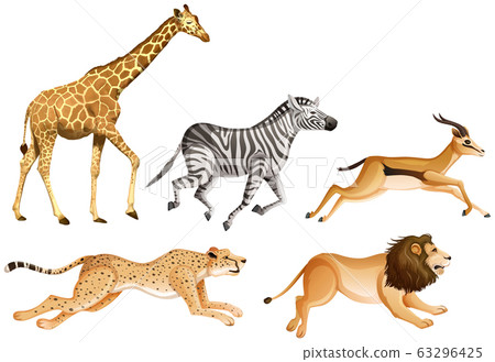 Set of safari animals on white background 63296425
