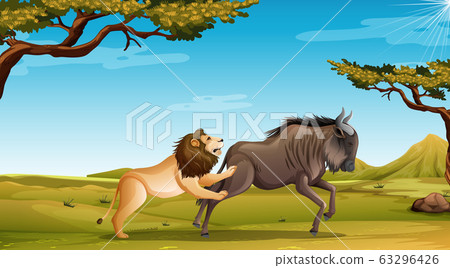 Scene with lion hunting buffalo in the field 63296426