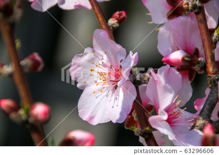 杏仁 杏仁 63296606