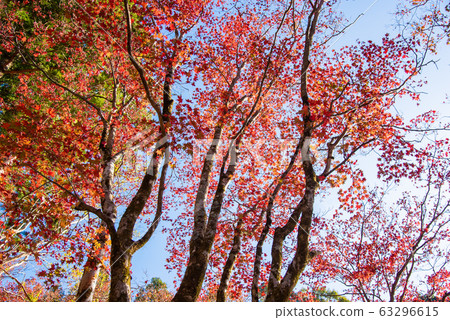 Autumn leaves image Autumn leaves image 63296615