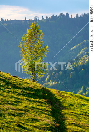 tree on the hill in evening light. green grass on 63296943