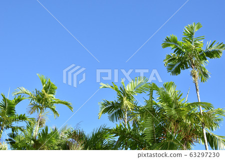 Palm tree and blue sky 63297230