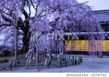 Asami stage cherry Asami stage cherry 63297742