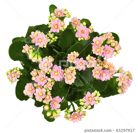 Pink calanchoe flowers and leaves 63297917