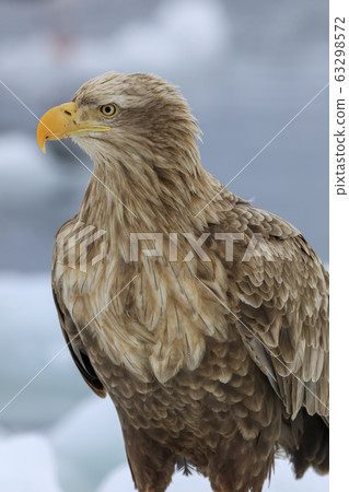 白尾鷹在流冰上 63298572