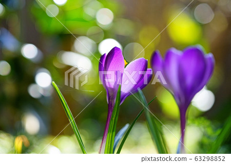 Crocus 1 in the light Crocus 1 in the light 63298852