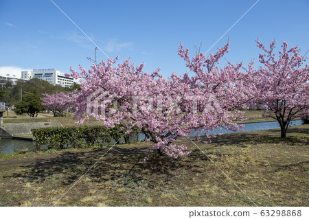 河津櫻花 63298868