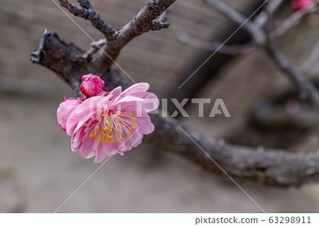 紅梅，春天的花朵 63298911