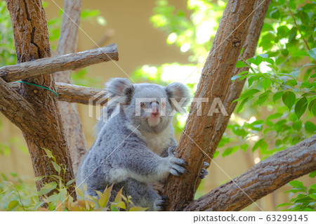Koala Koala 63299145