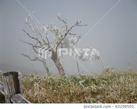 Old tree wrapped in fog and decorated with hoarfrost 63299503